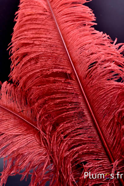 Strauss 2. Wahl, 50-60 cm - mixt karamell